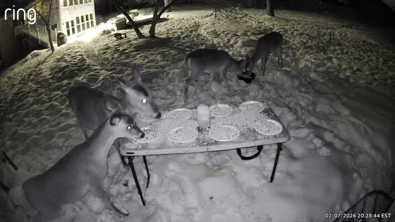 Finally they can get to their meal #backyarddeer #deer #doe #feedthedeer #deerseason 