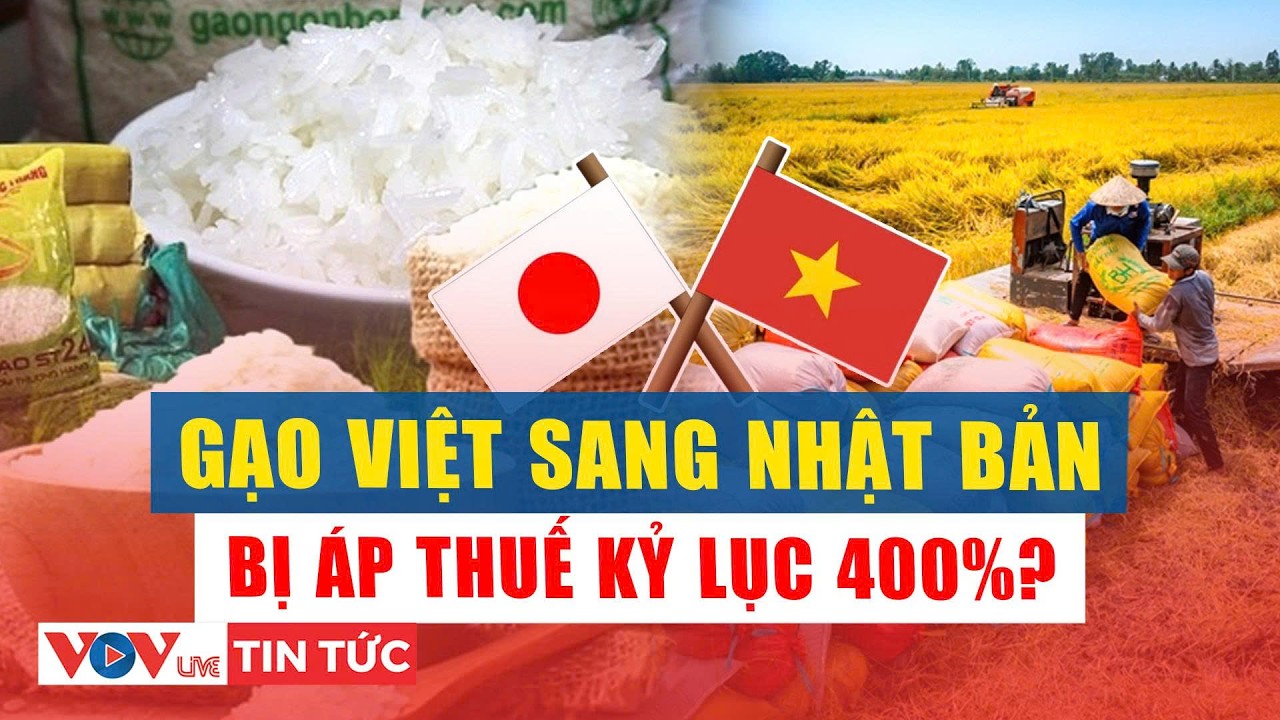 Vì sao gạo Việt xuất sang Nhật Bản phải chịu thuế cao kỷ lục tới 400%? l VOV Live