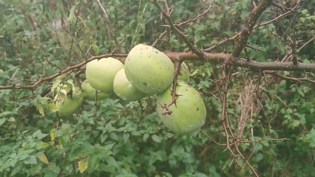 Pigwowiec i pigwa, porównanie