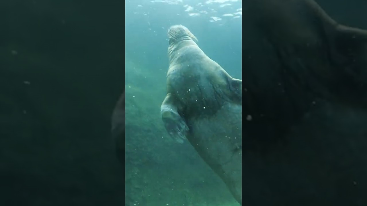 Les morses de Pairi Daiza ❄