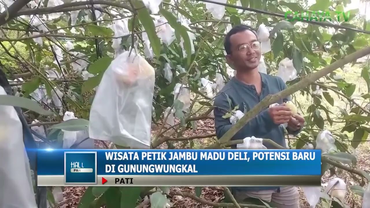Wisata Petik Jambu Madu Deli, Potensi Baru Di Gunungwungkal