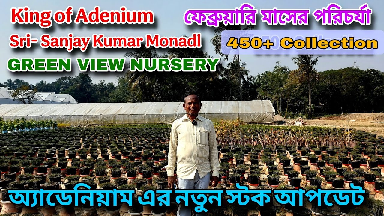 টপ ক্লাস অ্যাডেনিয়াম গাছ কলকাতার কাছেই চলে আসুন / Green Wiew Nursery New Stock Update and Care