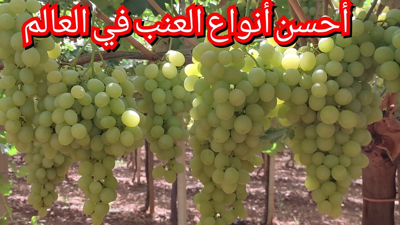 العنب،أحسن أنواع العنب الموجودة في المغرب في ضواحي مكناس
