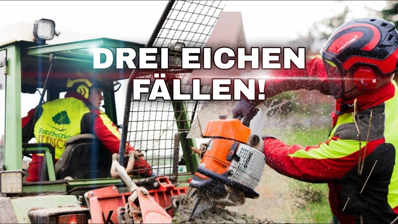 Forstbetrieb Junck - Drei Eichen Fällen!