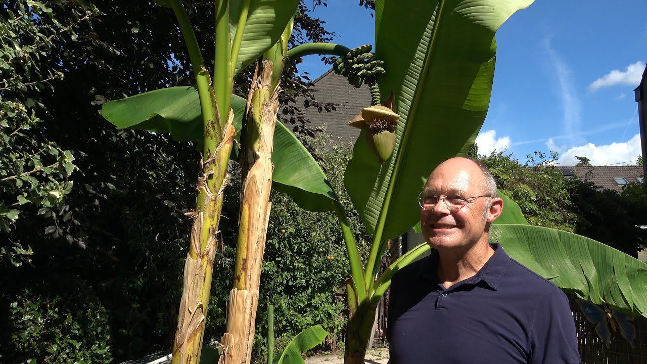 LOK TV: Bananenboom met grote bananentros