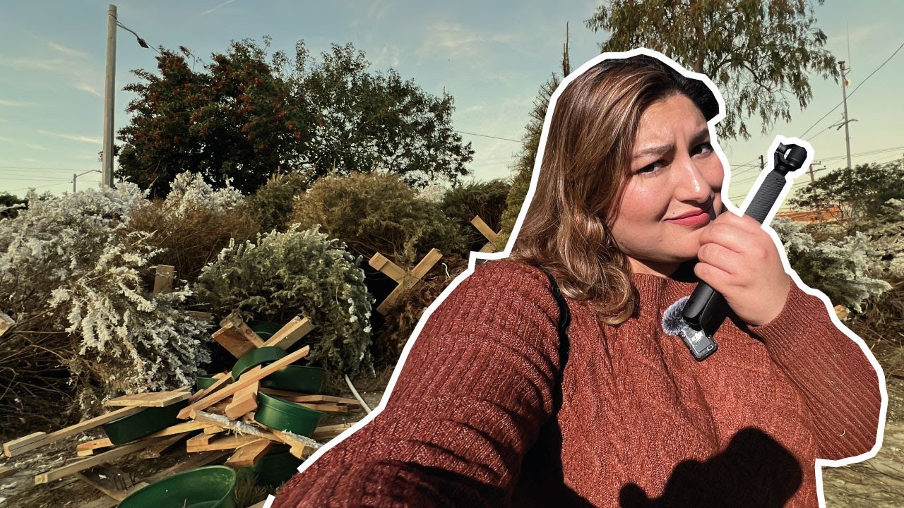 El problema de los arbolitos de Navidad en Tijuana 🎄♻️| LA CHASCONA 💫