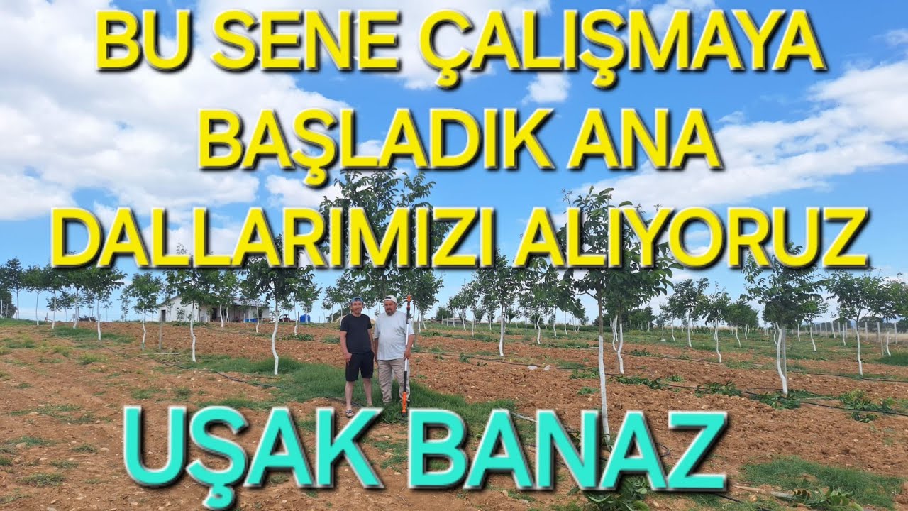CEVİZ AĞAÇLARINDA ANA DALLAR NASIL OLUŞTURULUR