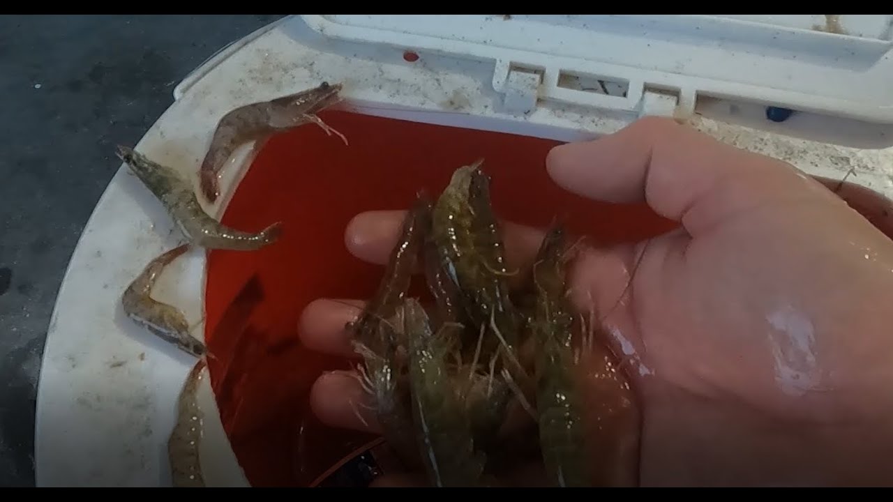 How to keep shrimp alive over night