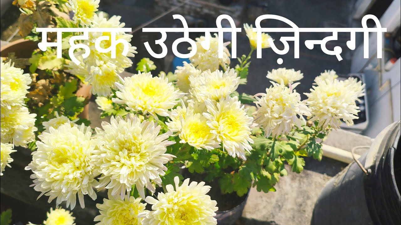 Doing this will add fragrance to your life - महक उठेगी ज़िन्दगी आपकी ऐसा करने से।