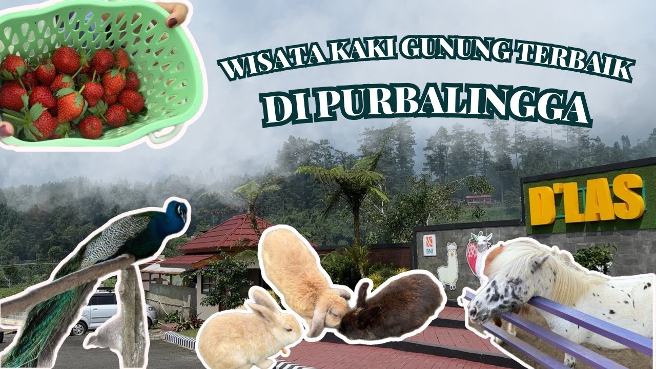 Explore Wisata Kaki Gunung Terbaik di Purbalingga ❗️❗️ Day 2 Road Trip