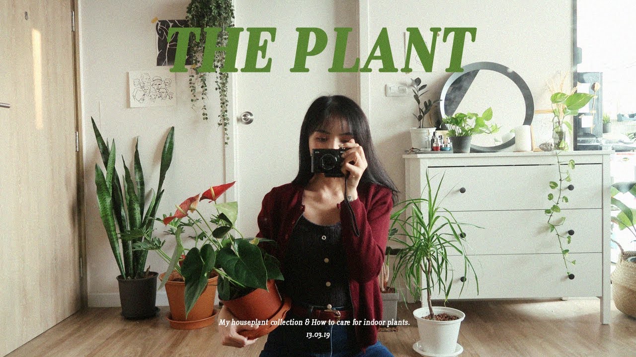 𝐏𝐥𝐚𝐧𝐭𝐓𝐚𝐥𝐤🍃 เม้าท์มอย - จัดอันดับต้นไม้ในร่ม ต้นไหนเลี้ยงง่าย เลี้ยงยาก | mynjimye