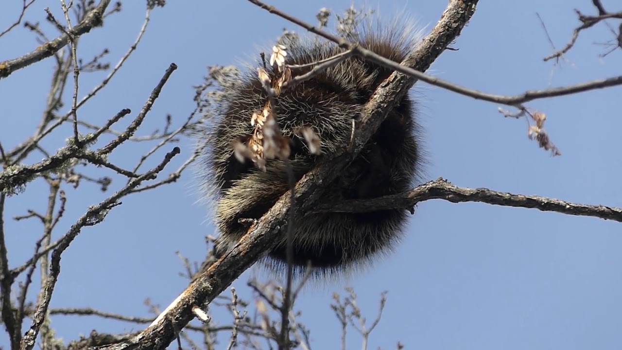 Minnesota Marten and Fisher Trapping 2019
