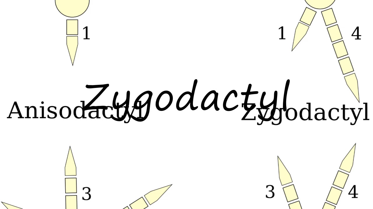How to Pronounce Zygodactyl?