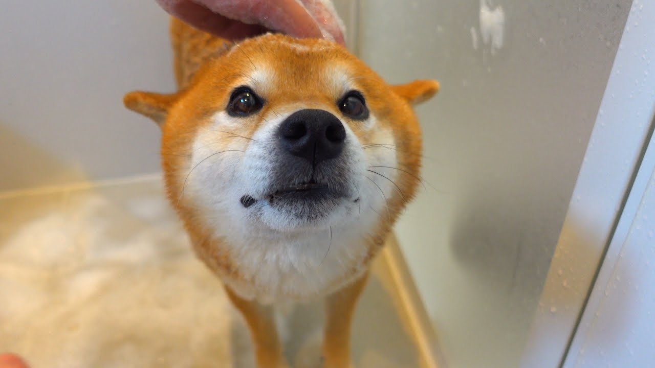 シャワー嫌いな柴犬が必死の猛抗議！すると子猫が。。