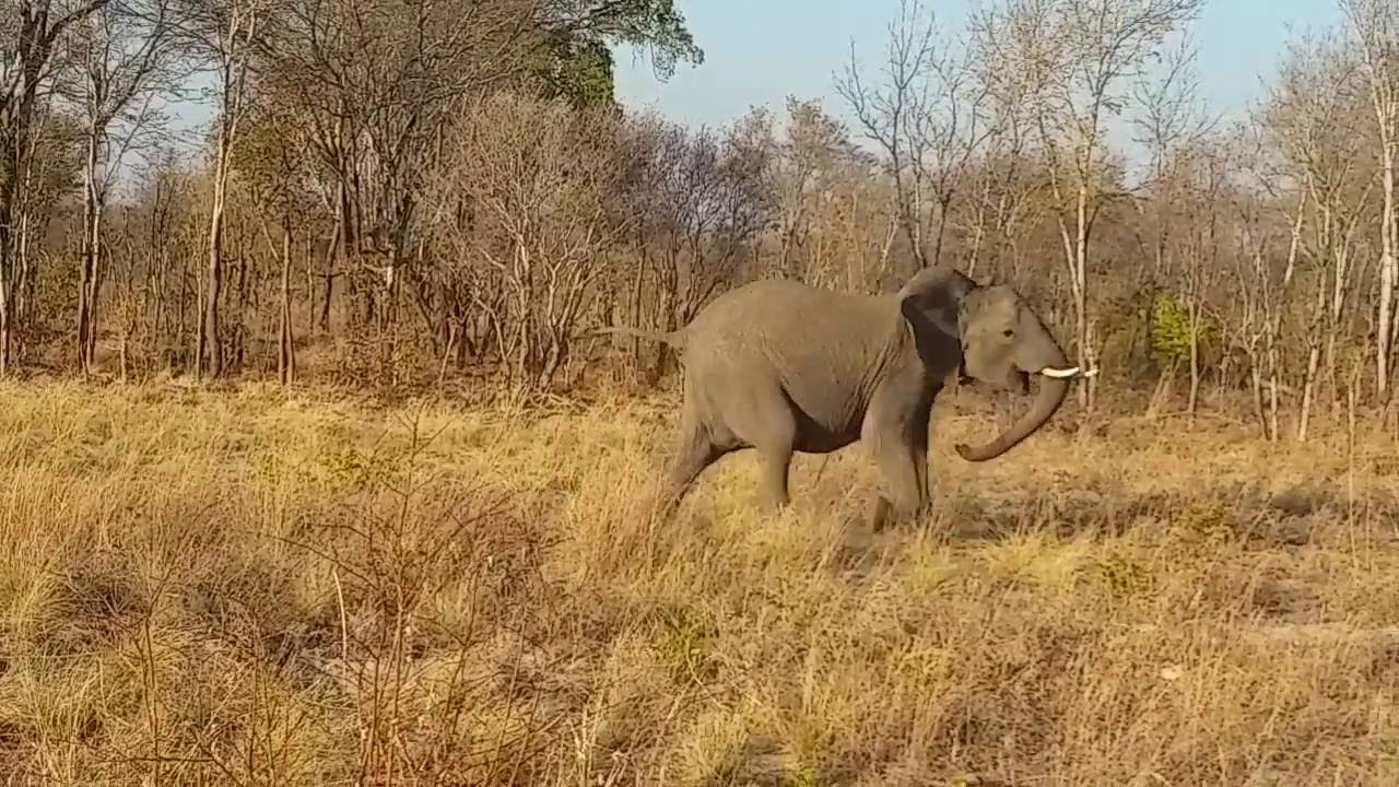 Elephant Roar Hwange National Park