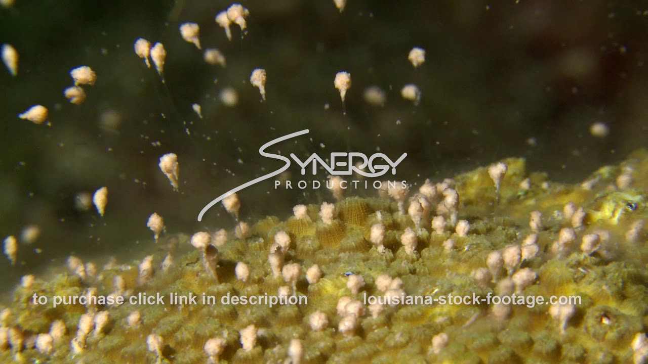 1209 epic cinematic coral spawning close up video stock footage