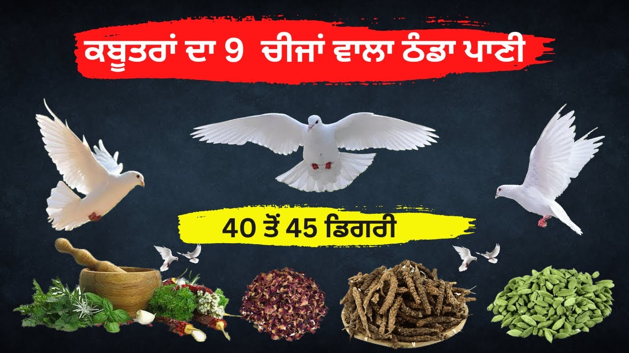ਕਬੂਤਰਾਂ ਦਾ 9  ਚੀਜਾਂ ਵਾਲਾ ਠੰਡਾ ਪਾਣੀ || 40 ਤੋਂ 45 ਤਾਪਮਾਨ ਵਿਚ ਕੰਮ ਕਰਦਾ