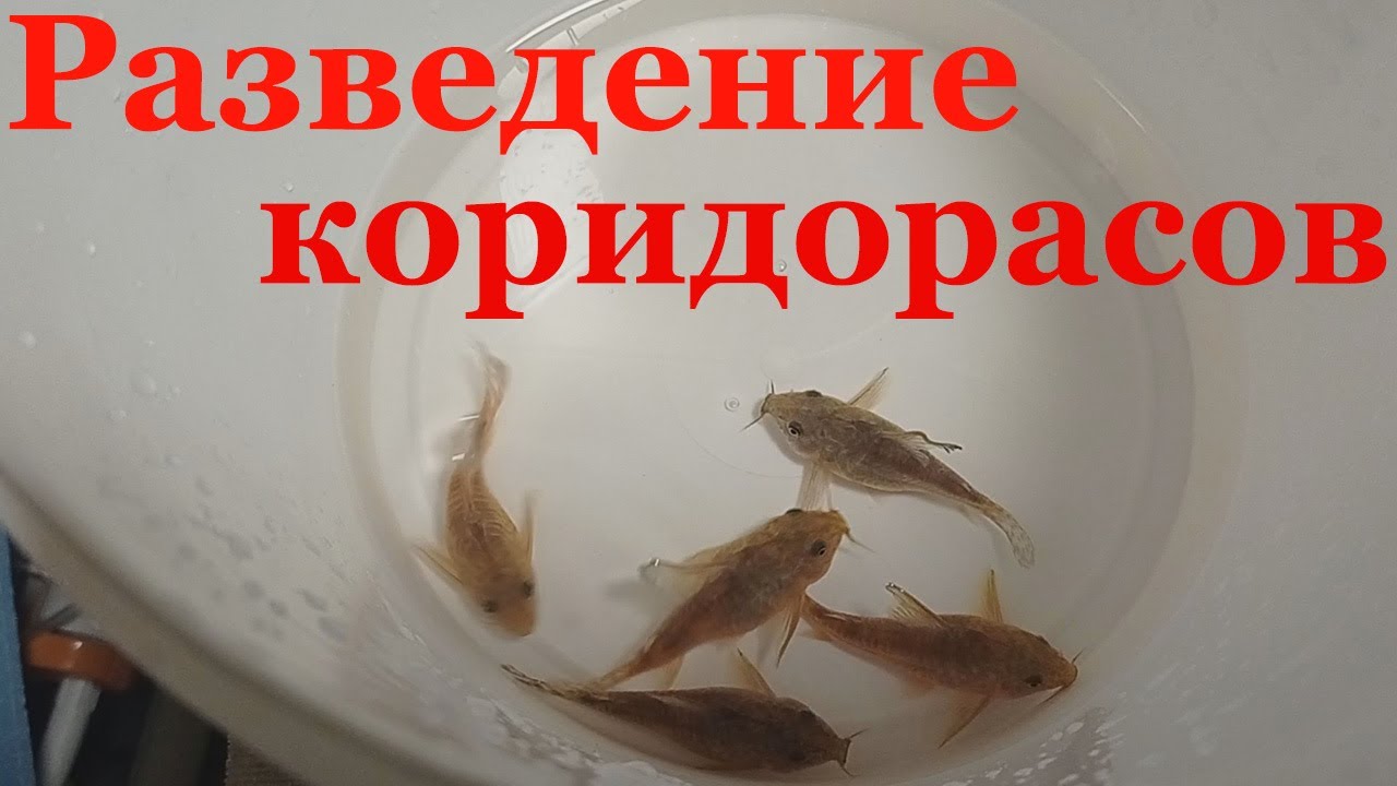 Крапчатый сомик разведение Коридорас крапчатый