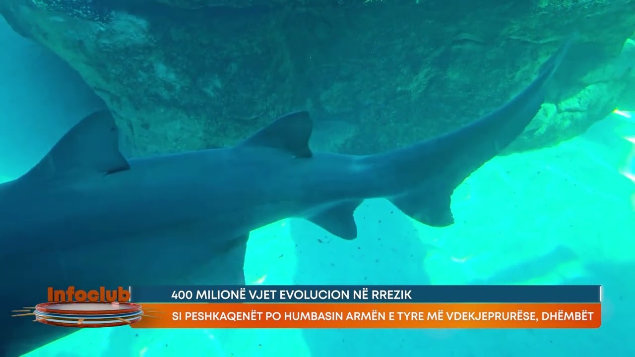 400 milionë vjet evolucion në rrezik/Si peshkaqenët po humbasin armën e tyre më vdekjeprurëse
