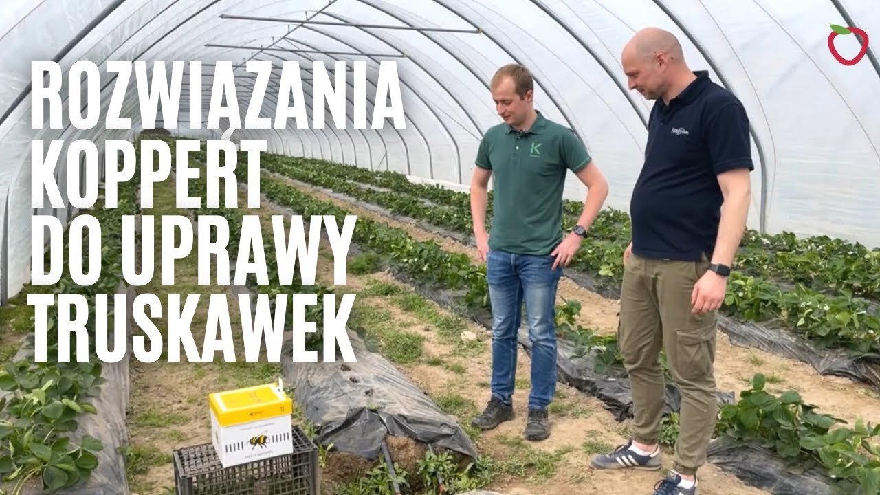 Rozwiązania firmy Koppert do uprawy truskawek