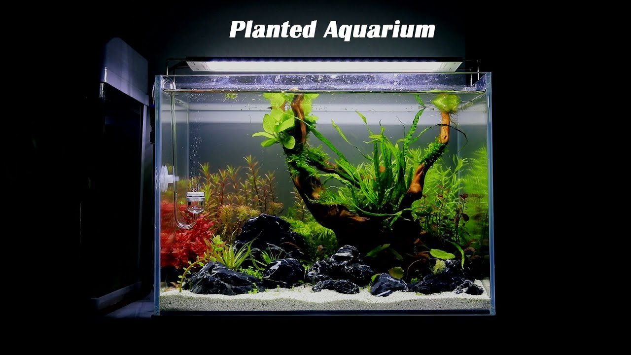 Planted Aquarium | A New Aquarium，Simple Aquascaping,  Beginner Friendly | 一个新草缸 ，简单的造景，对新手友好