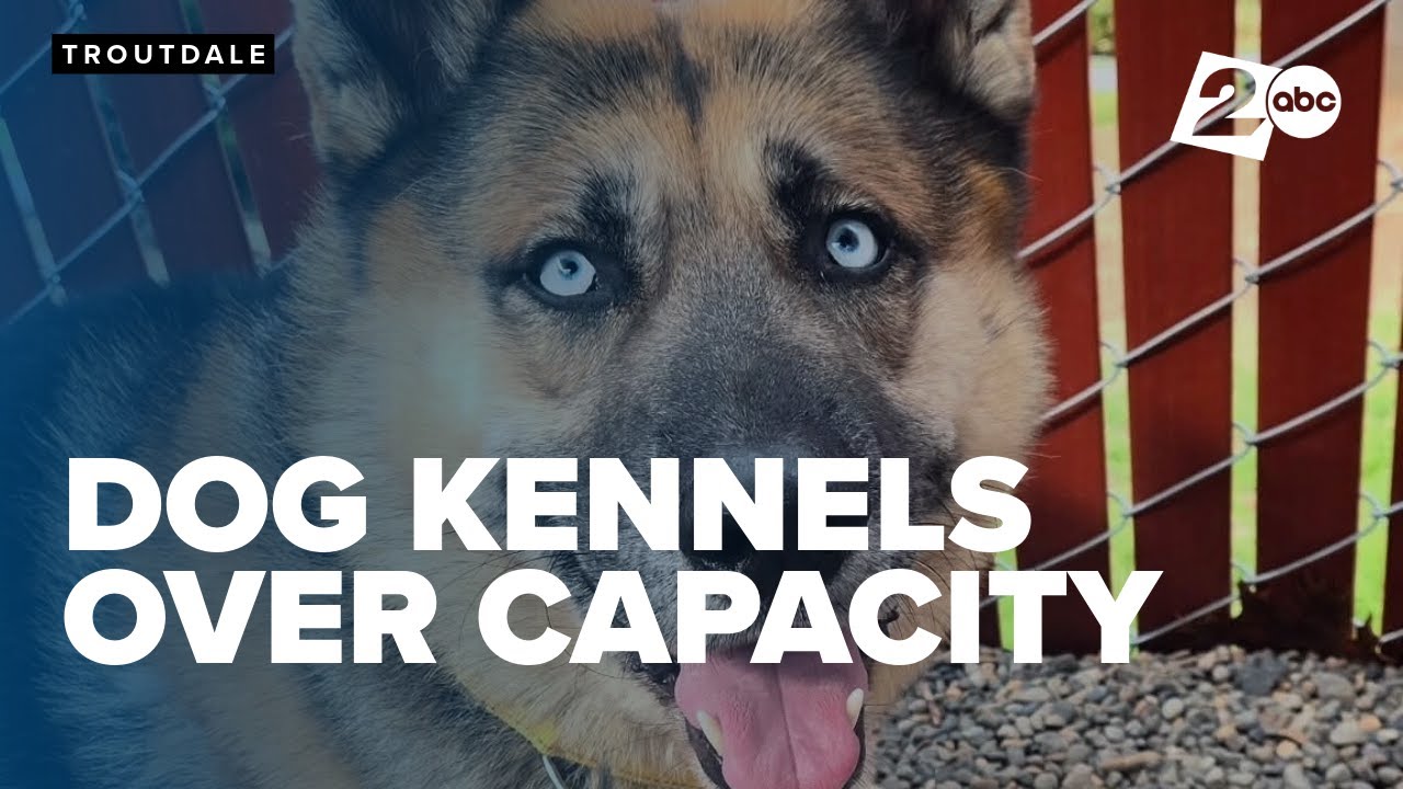 Multnomah County Animal Services makes urgent plea for dog adoptions, foster families