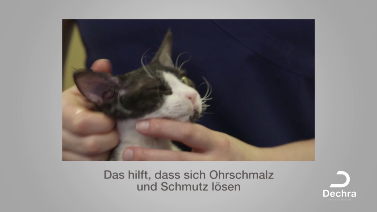Die Ohrreinigung bei der Katze