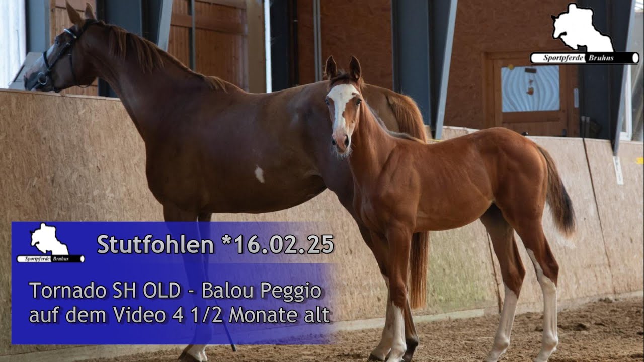 STUTFOHLEN/ FILLY *16.02.2025 v. Tornado SH OLD - Balou Peggio - Epsom Gesmeray