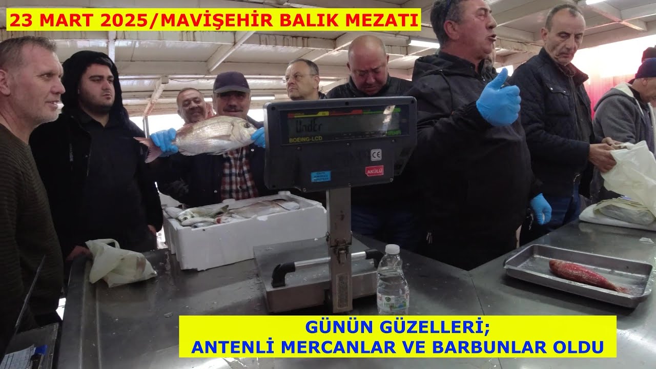 MEZATIN GÜZELLERİ ANTENLİ MERCAN VE BARBUNLAR OLDU. 2. BÖLÜM