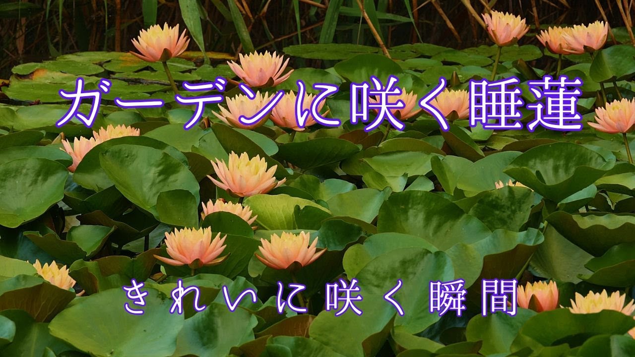 ガーデンに咲く睡蓮
