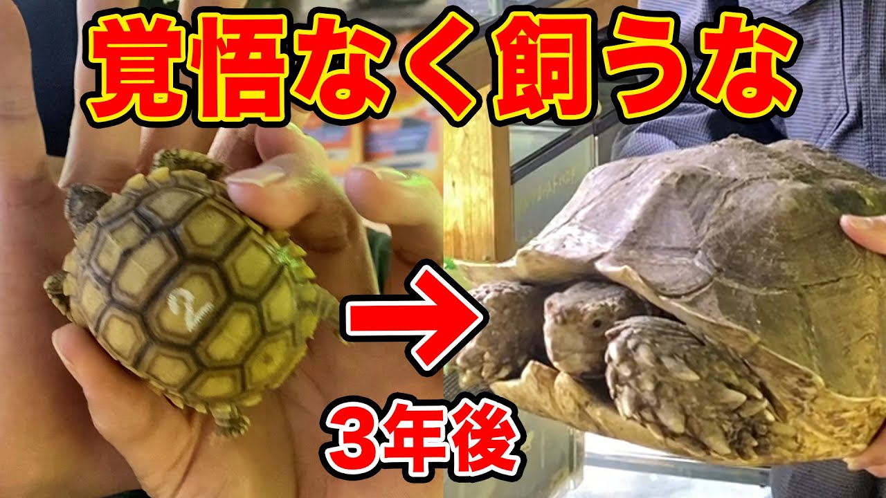 【リクガメの種類解説⑤】飼う前に絶対みてほしい最終的に飼育が困難なカメ
