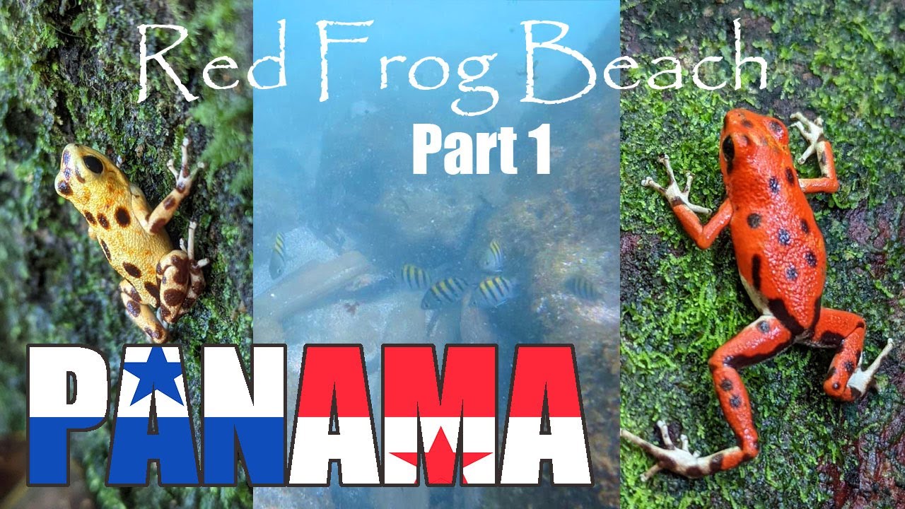 2023 PANAMA  Red Frog Beach Part 1
