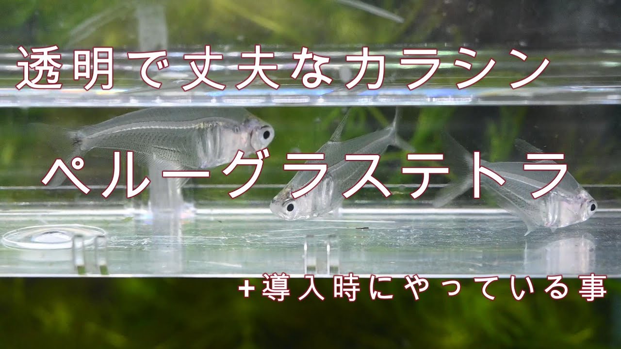 透明なカラシン「ペルーグラステトラ」！