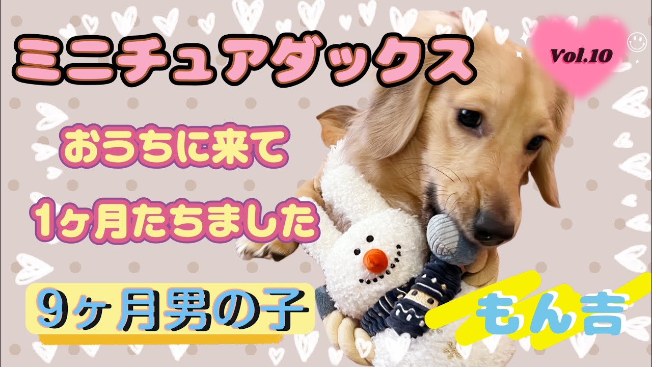 ミニチュアダックスのもん吉がおうちに来て1ヶ月たちました♡家具の配置換え🪑