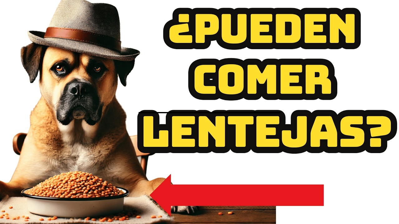 Qué pasa si un perro come lentejas