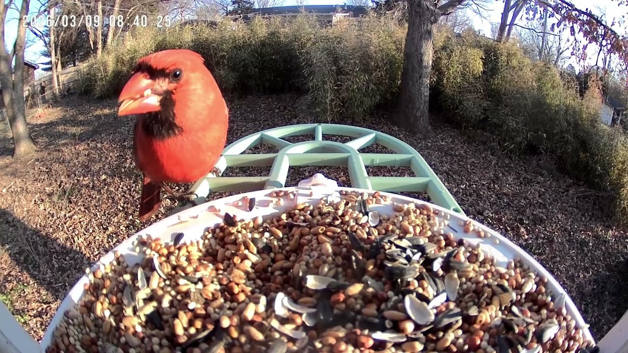 Relaxing Backyard Bird Feeder – Finches, Cardinal, Dove & Grackles (Natural Sounds)