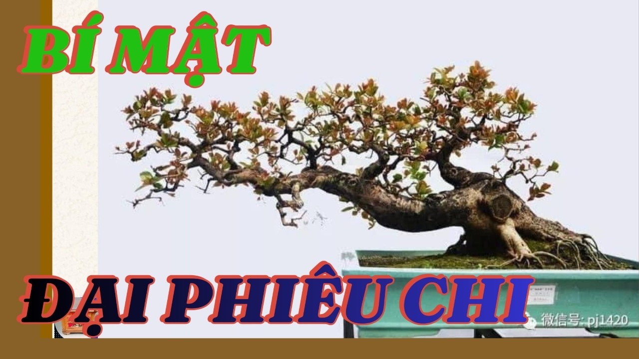 Kh&aacute;m Ph&aacute; Kỹ Thuật Đại Phi&ecirc;u Chi &ndash; Linh Hồn Của Bonsai Lĩnh Nam#DaiPhieuChi #NgheThuatBonsai