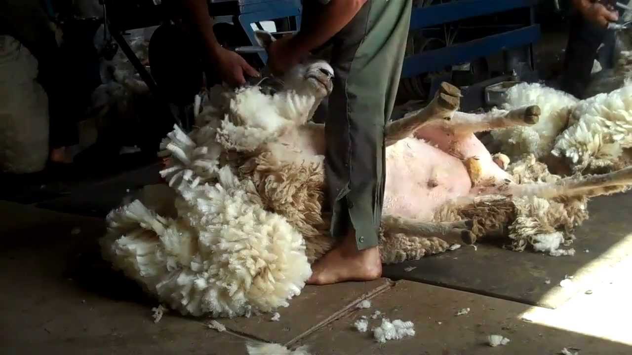 Esquilando ovejas en Uruguay ----- Sheep shearing in Uruguay ---
