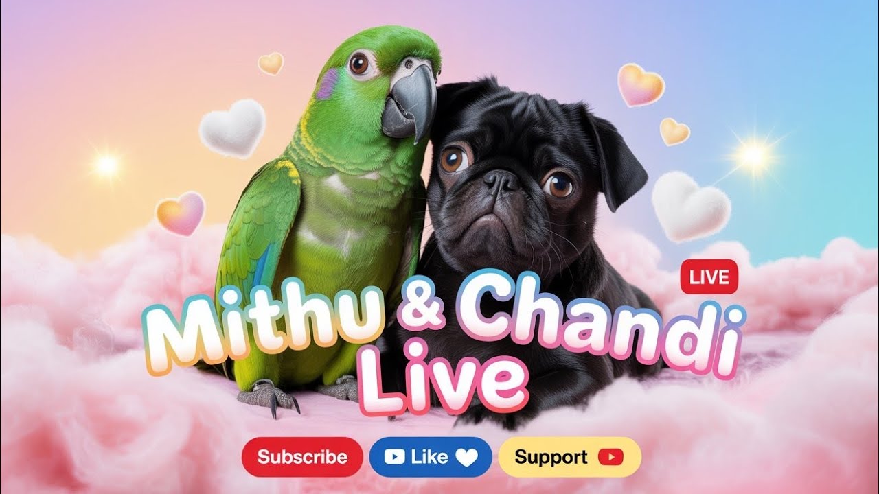 💕 Mithu ❤️ Chandi Live Show – Aaj Kuch Special Hai