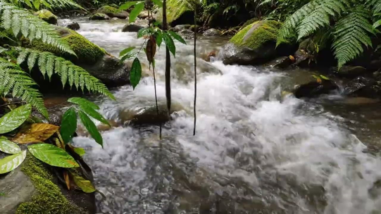 Tropical Forest Waterflow ASMR for Sleep & Meditation | Nature Sounds ASMR