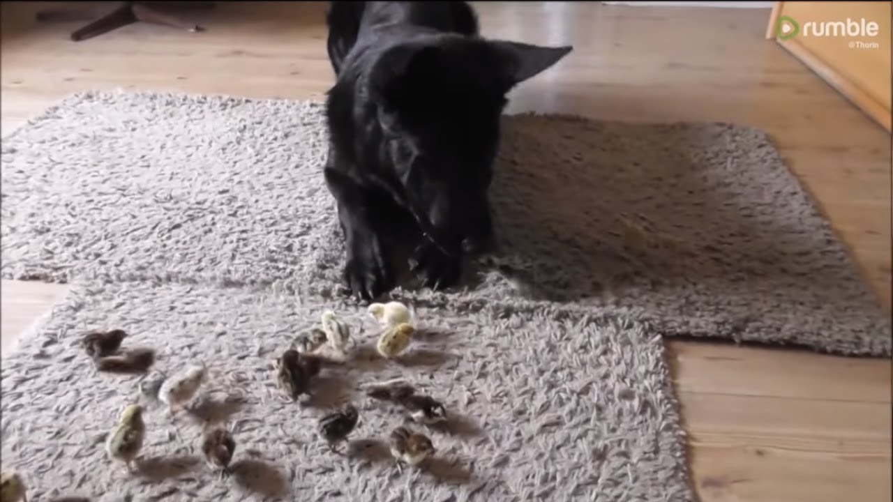 Gentle German Shepherd welcomes newborn quail chicks