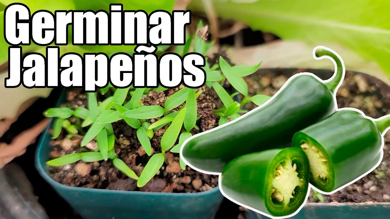 Como germinar semillas de JALAPE&Ntilde;OS || CHILES || AJI ||Bananafabric