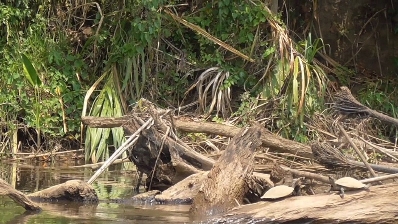 REPORTAJE SAN JOSE DE KARENE 2016 MADRE DE DIOS