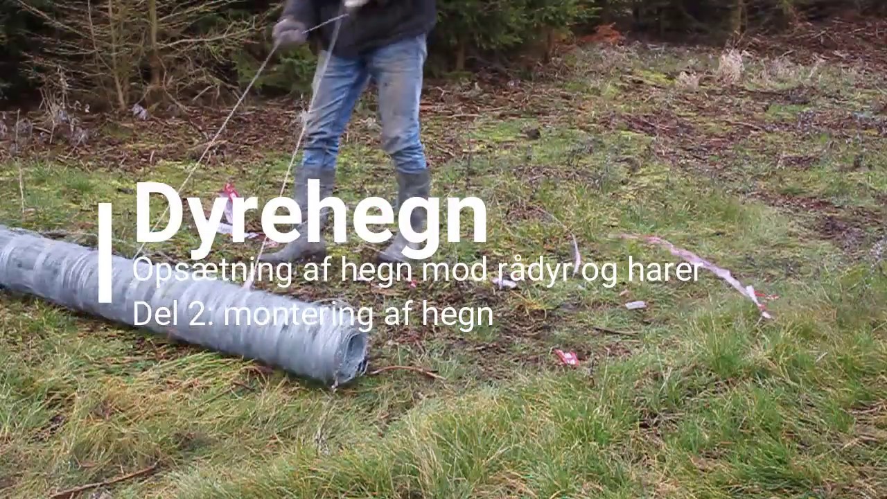 Etablering af dyrehegn i økologisk frugtplantage