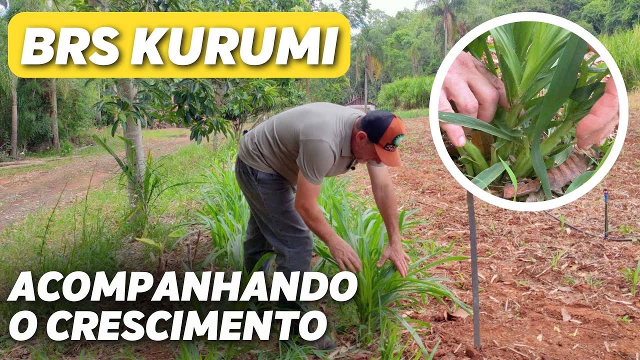 BRS Kurumi: preparo do solo, plantio e cuidados iniciais