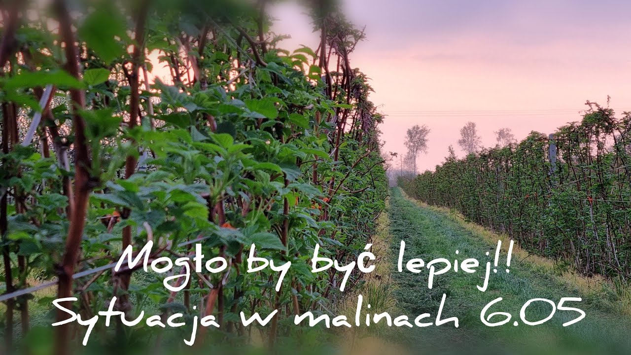 Szału nie ma dup.. nie urywa, krótko na temat malin.