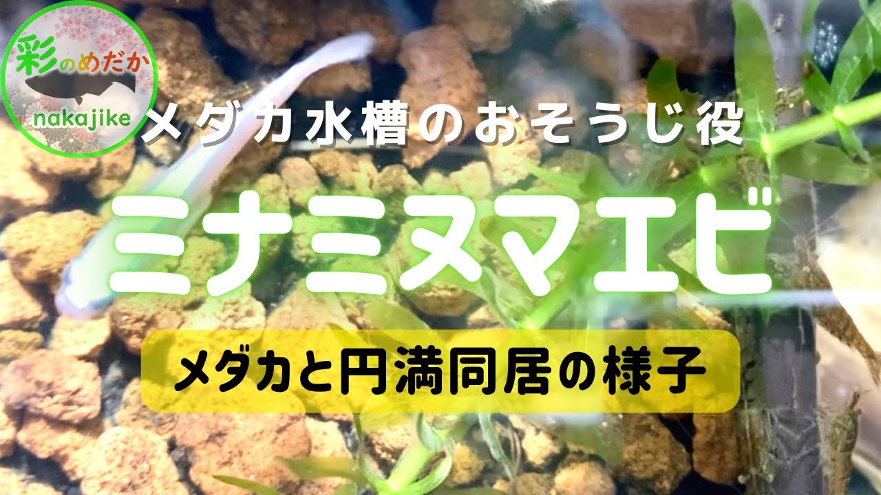 メダカとミナミヌマエビ 20匹から1000匹まで増えたエビたち同居の秘訣