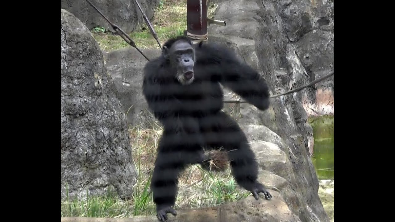 2023年9月3日　千葉市動物公園　チンパンジーのサンタさんによる投てき