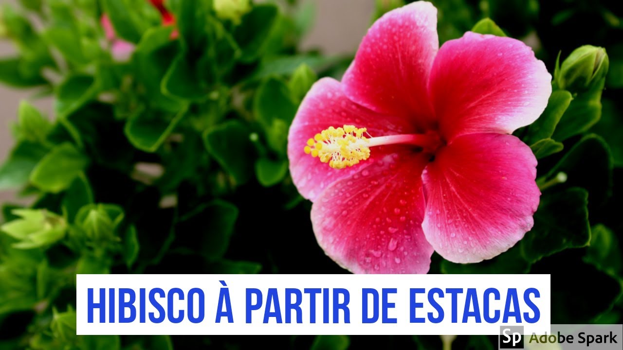 Hibisco à partir de Estacas