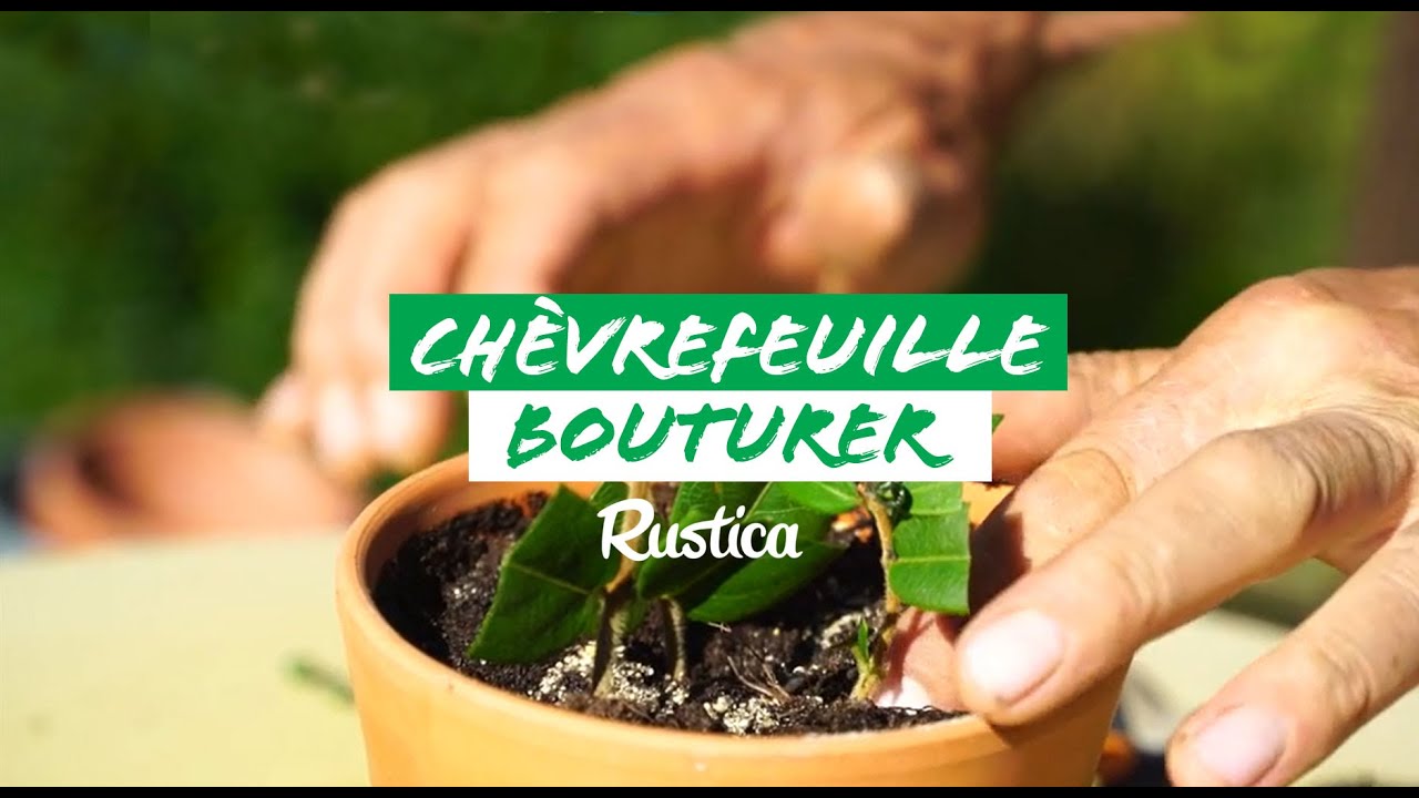 Comment bouturer un chèvrefeuille
